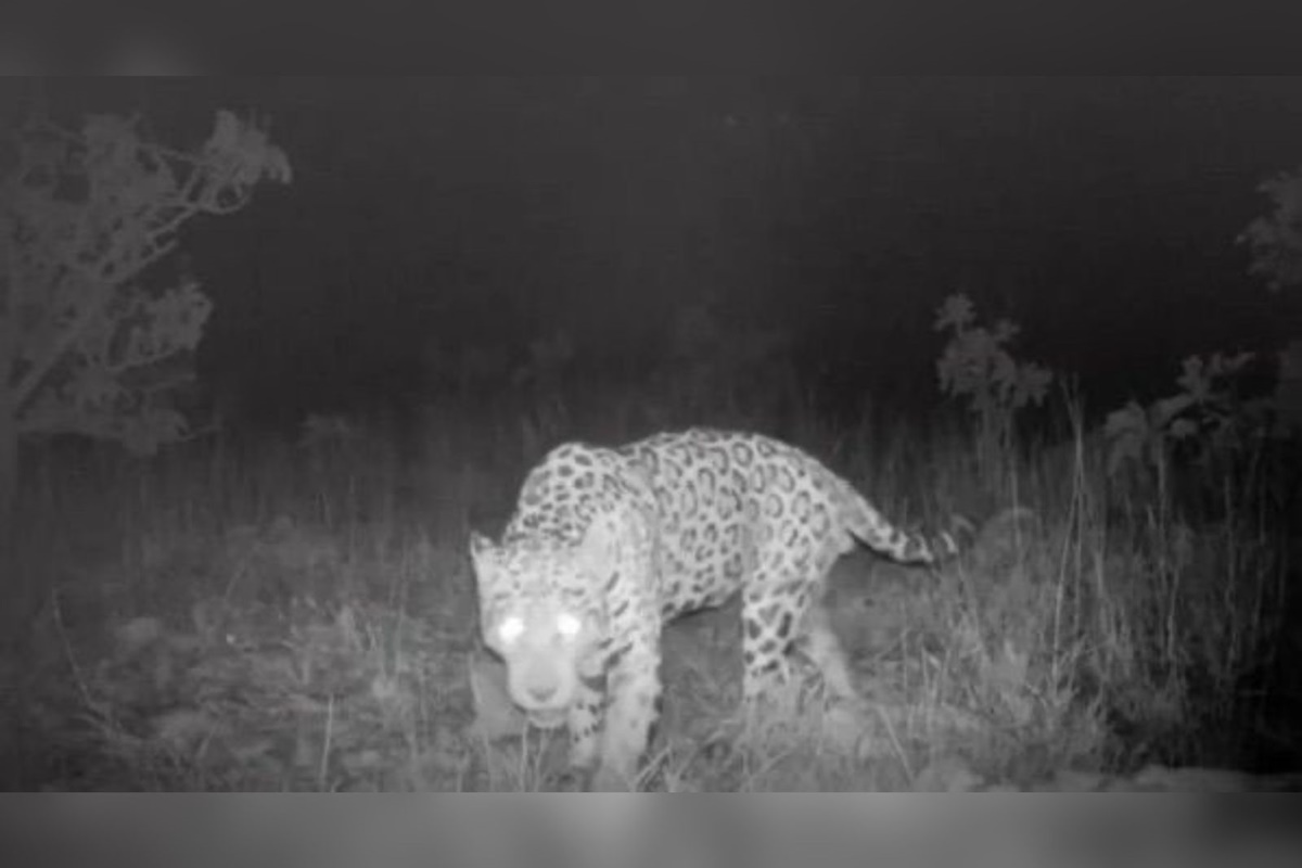 onca-pintada-brasileira-bate-recorde-de-nado-mais-longo-da-especie