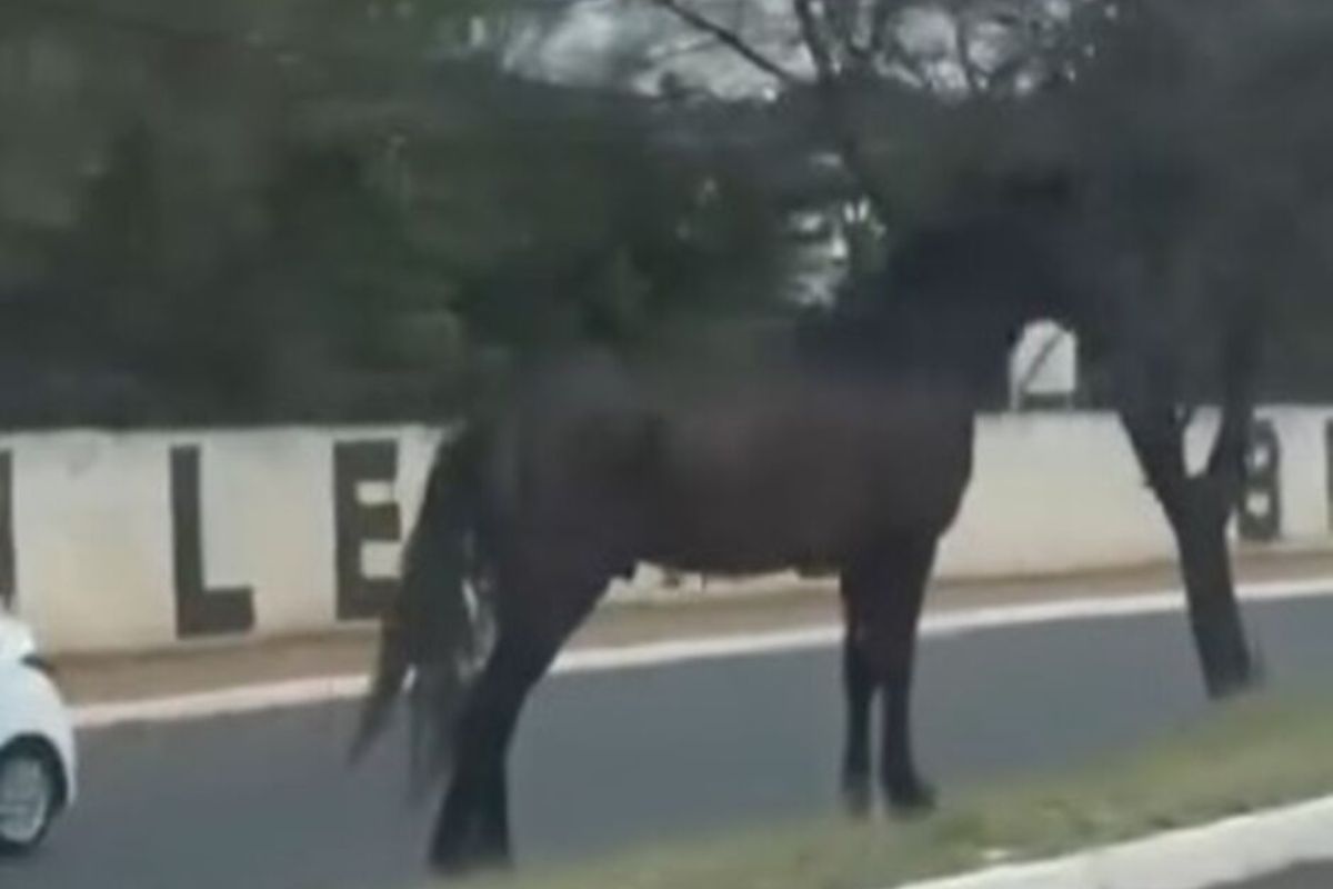 cavalo-rouba-a-cena-e-passeia-entre-os-carros-em-campo-grande.-video