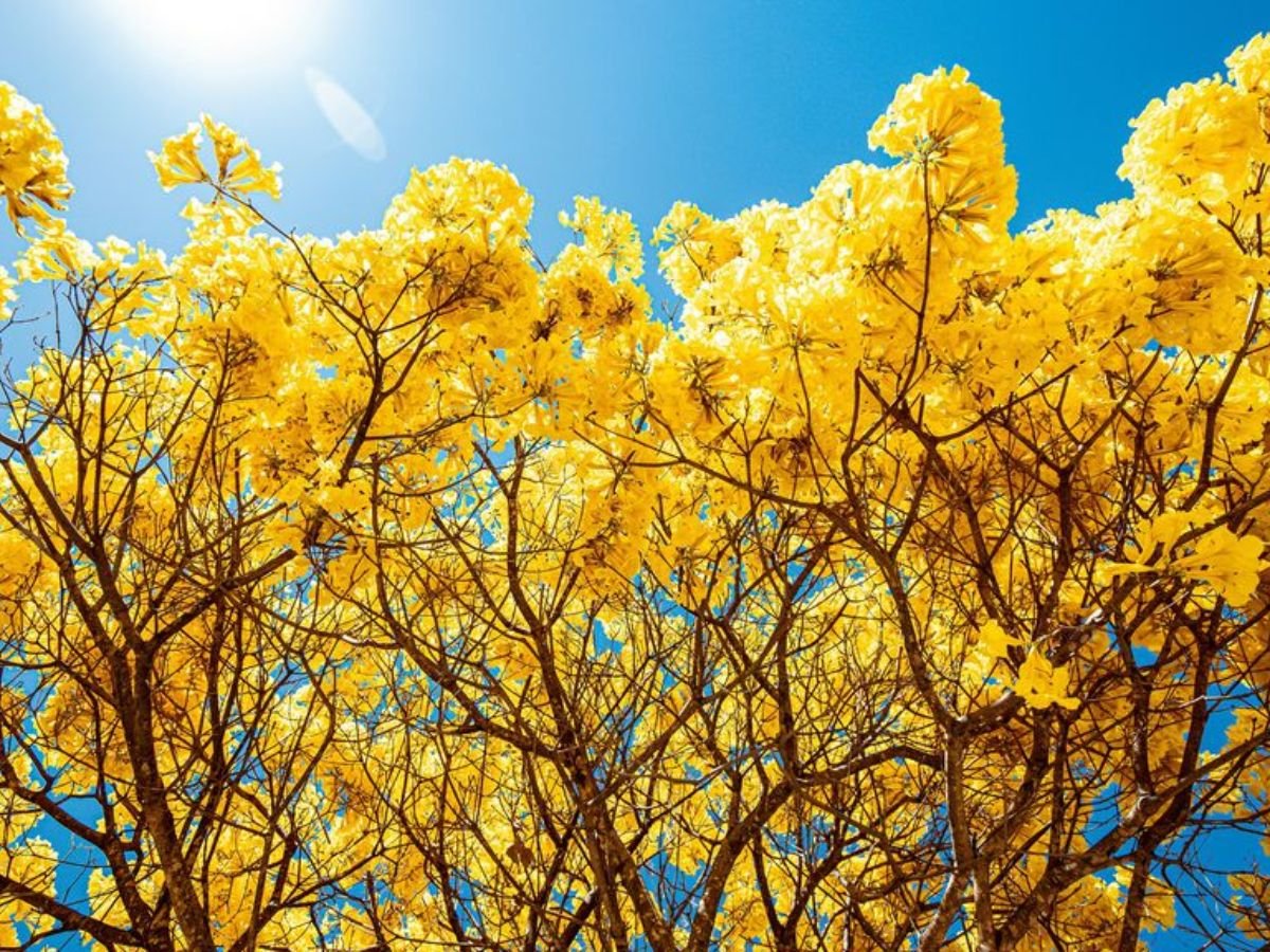 chegou-a-primavera!-nao-deixe-de-fazer-isso-em-sua-casa!