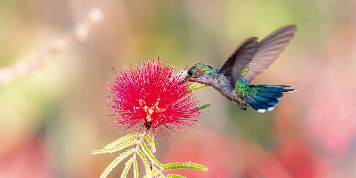 primavera-comeca-com-ondas-de-calor-e-baixa-umidade-no-pais