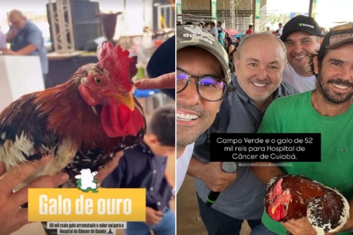 galo-e-leiloado-por-r$-52-mil-em-leilao-em-prol-do-hospital-do-cancer