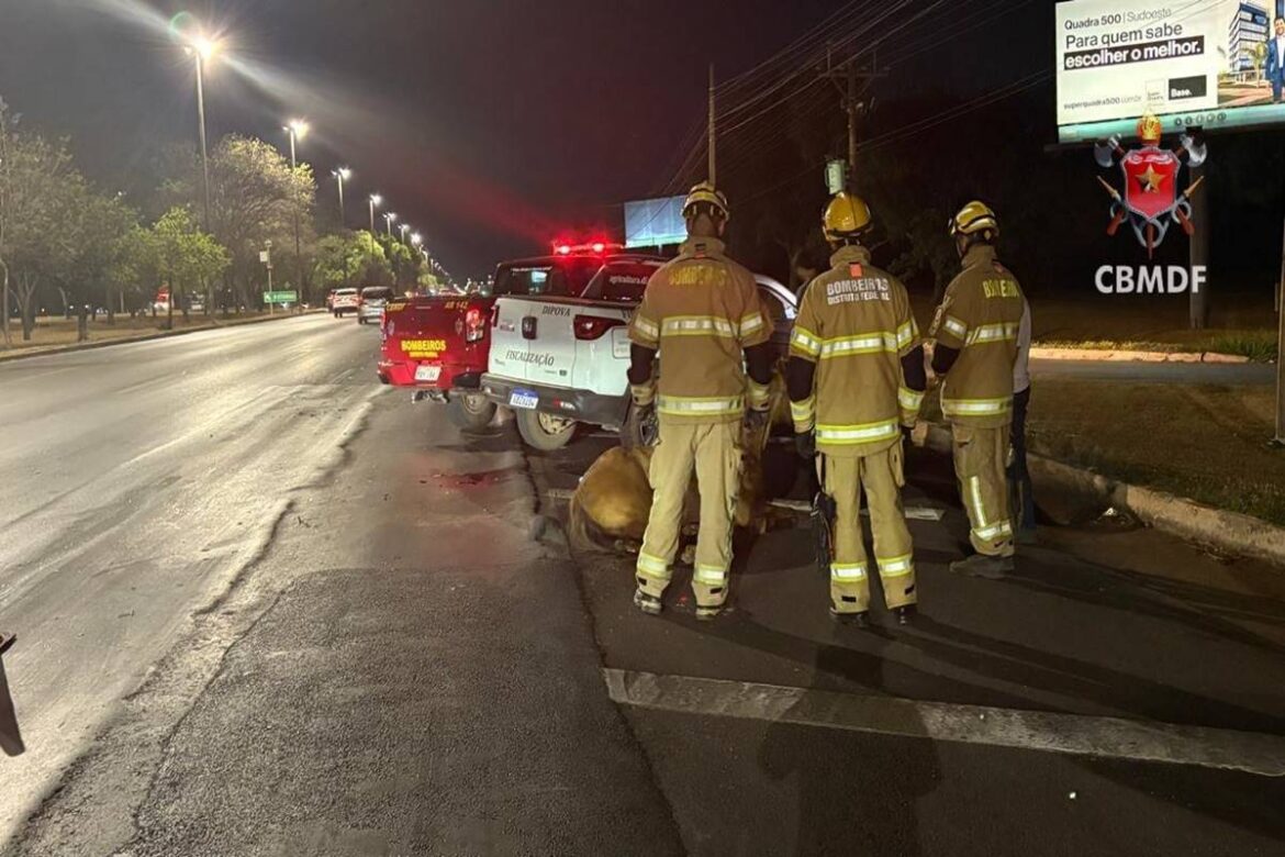 cavalo-e-sacrificado-apos-ser-atropelado-por-veiculo-na-epia-norte