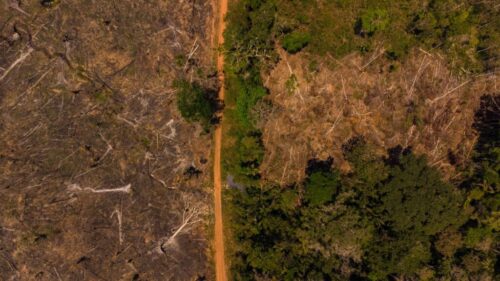 Três cidades do Acre entram no ranking das que mais desmataram na Amazônia