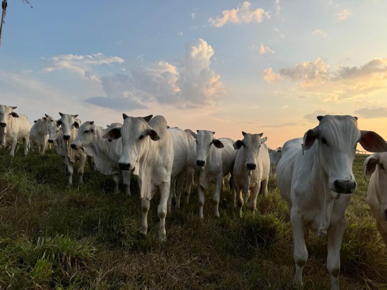 Cruzeiro do Sul recebe primeira caravana de combate à raiva animal e à brucelose no Acre