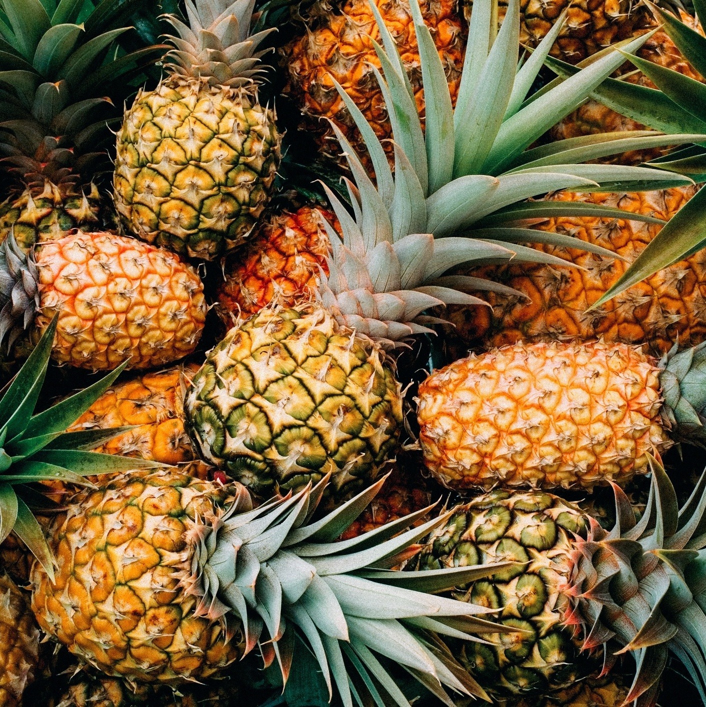 Fapac oferece bolsas de R$ 3 mil para produtores familiares de abacaxi e mandioca no Acre