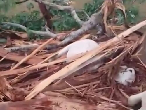VÍDEO: árvore cai durante temporal e causa a morte de diversos bois na zona rural do Acre VÍDEO: árvore cai durante temporal e causa a morte de diversos bois na zona rural do Acre