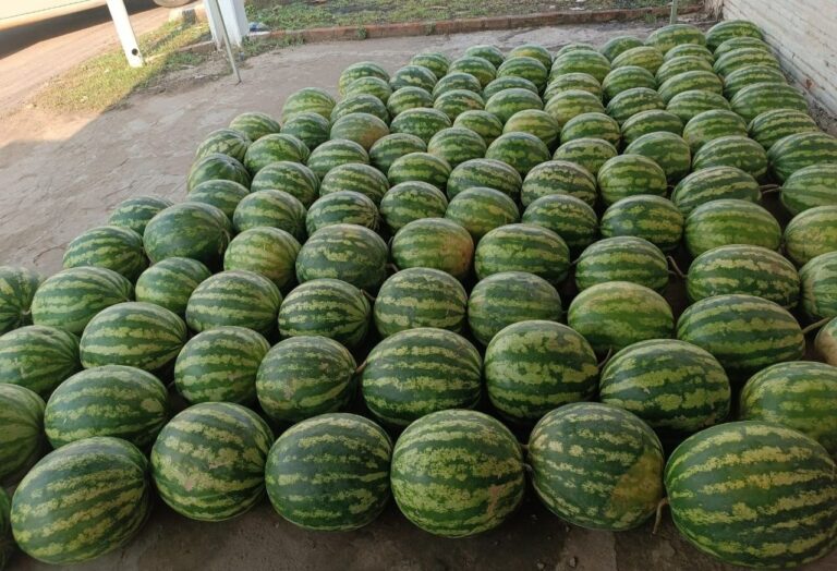 Em Sena Madureira, produtor relata perdas na colheita de melancia após chuvas e ação de animais