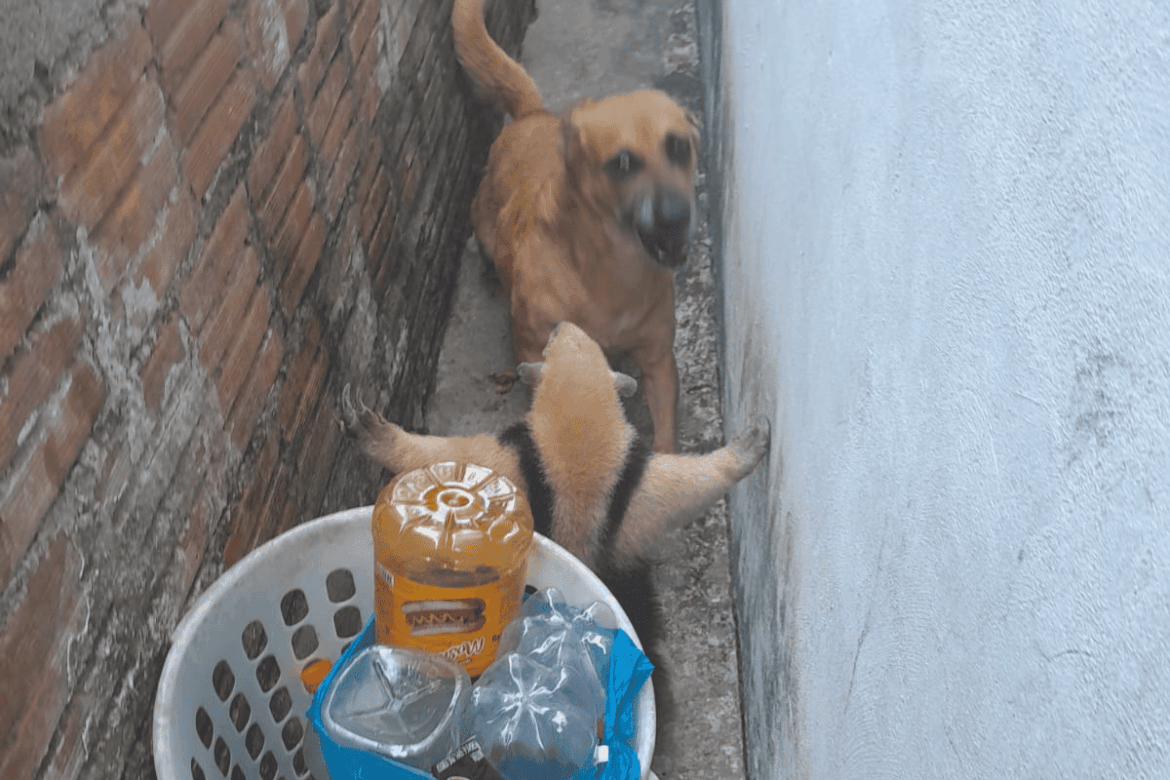 video:-tamandua-invade-casa-e-se-defende-apos-ser-acuado-por-cachorro