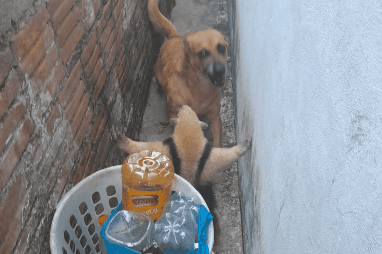 video:-tamandua-invade-casa-e-se-defende-apos-ser-acuado-por-cachorro