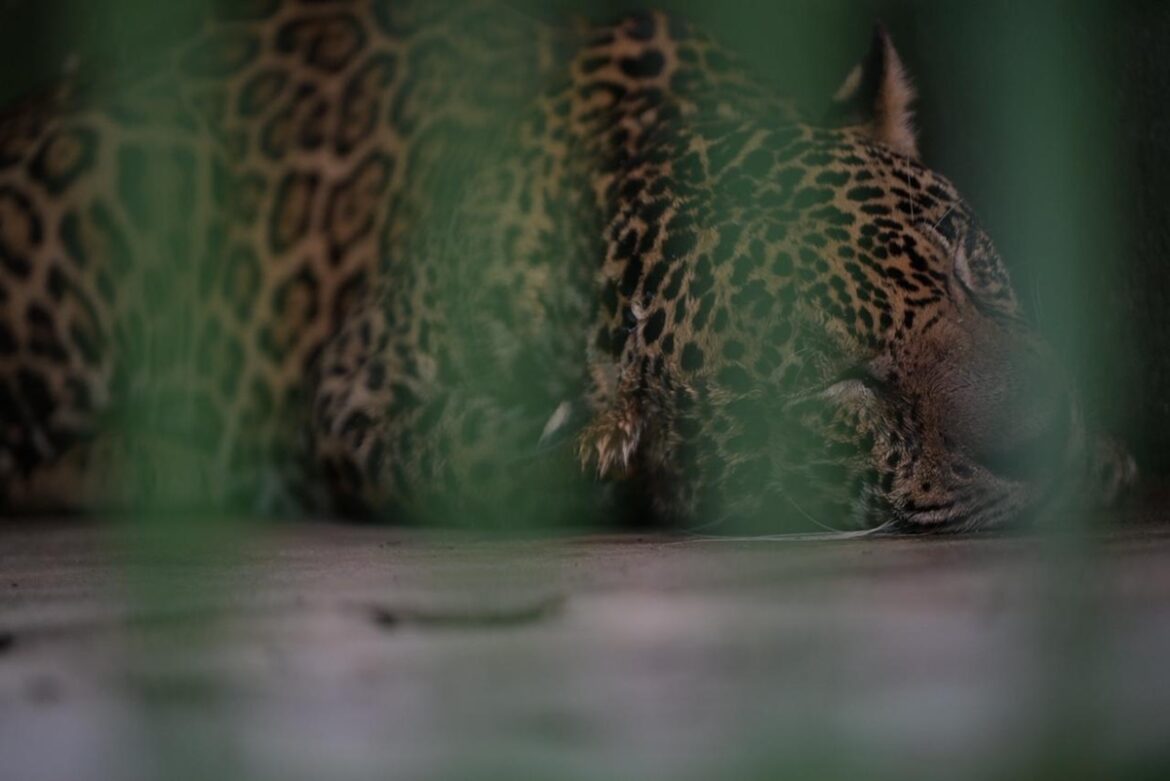 onca-pintada-baleada-e-resgatada-apos-nadar-por-horas-em-manaus.-video