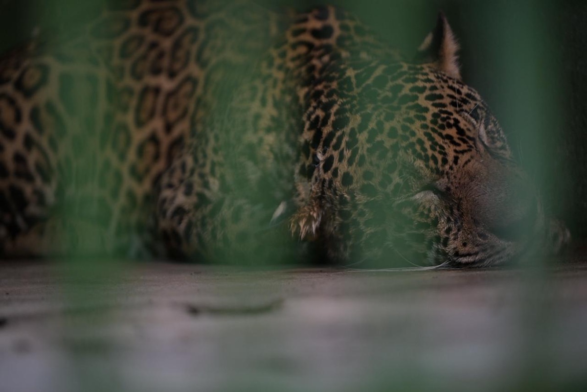 onca-pintada-baleada-e-resgatada-apos-nadar-por-horas-em-manaus.-video