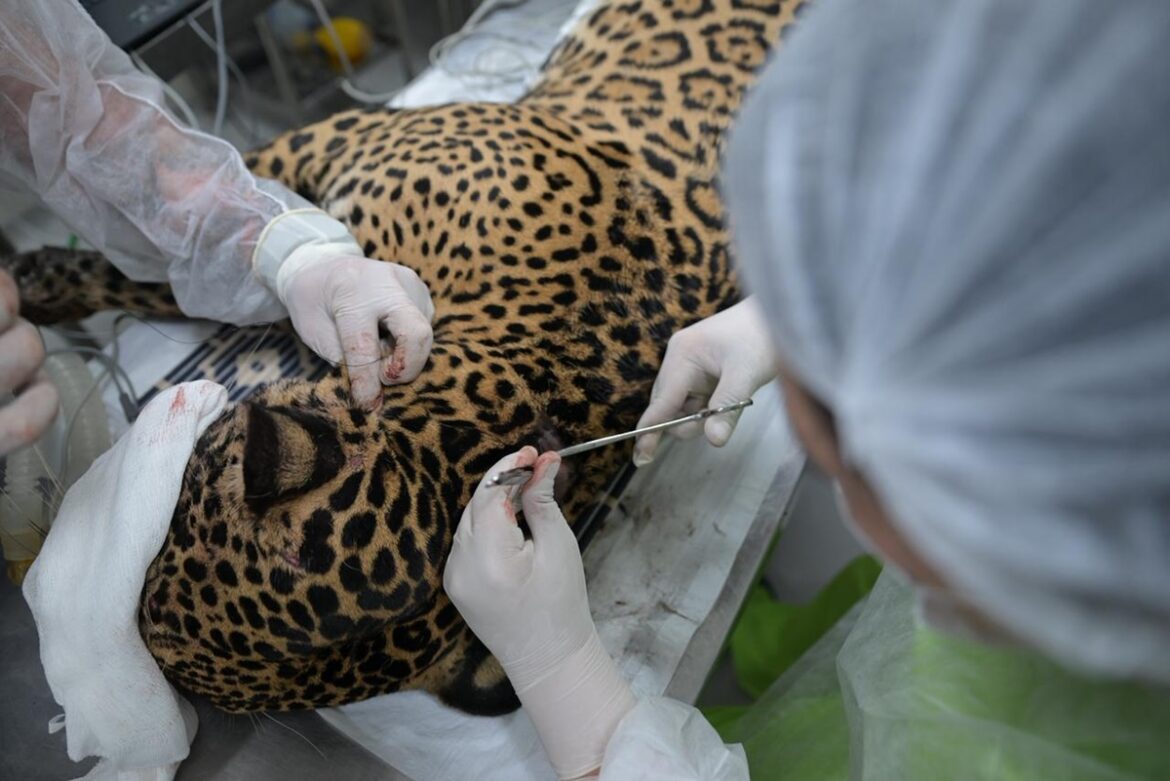 veja-imagens-de-atendimento-a-onca-baleada-que-quase-morreu-afogada
