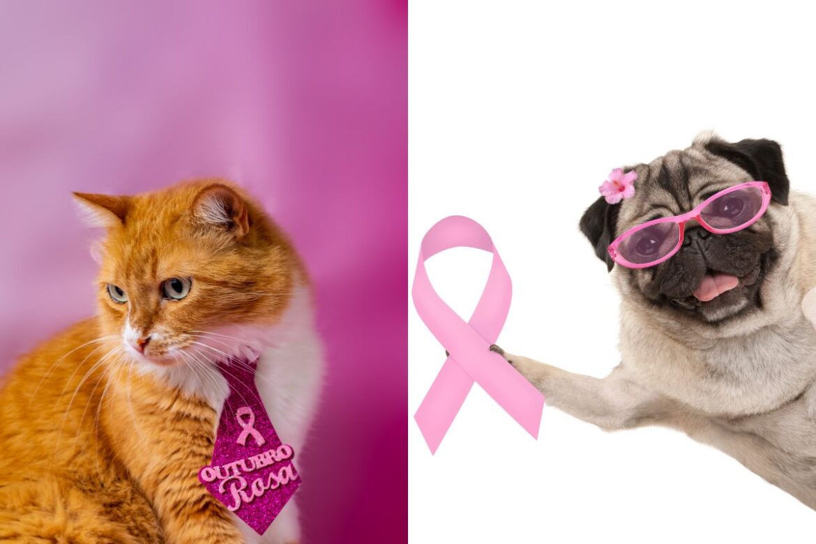 outubro-rosa-tambem-e-pet:-previna-o-cancer-de-mama-em-cadelas-e-gatas