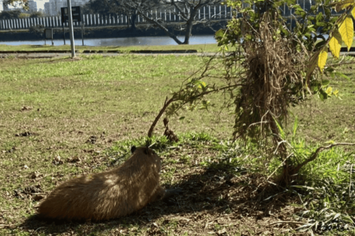 alunos-levam-capivara-morta-em-onibus-circular-e-dissecam-corpo-na-usp
