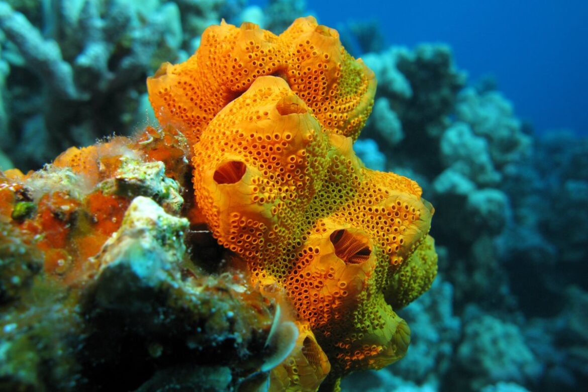 esponjas-foram-os-primeiros-animais-a-povoar-a-terra,-sugere-estudo