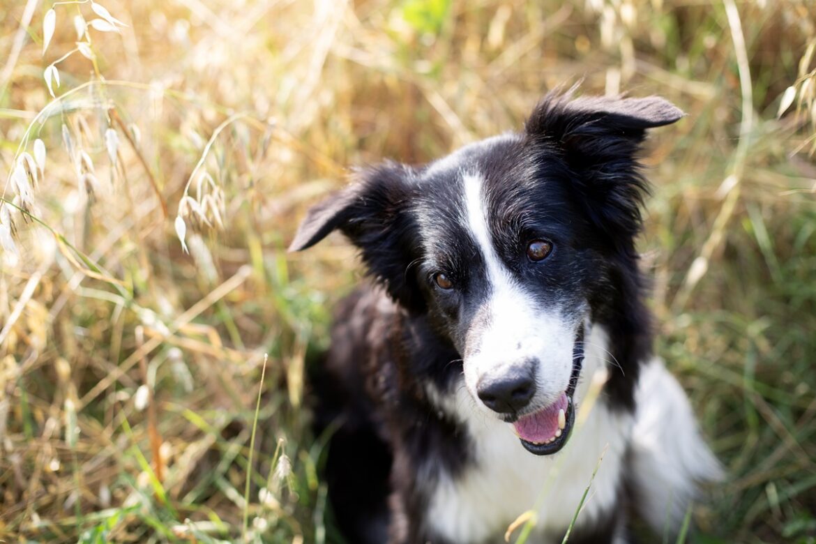 border-collie:-conheca-a-raca-de-cachorro-mais-inteligente-do-mundo