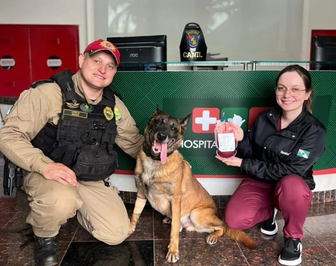 cao-policial-doa-sangue-para-salvar-cadela-atropelada-no-parana