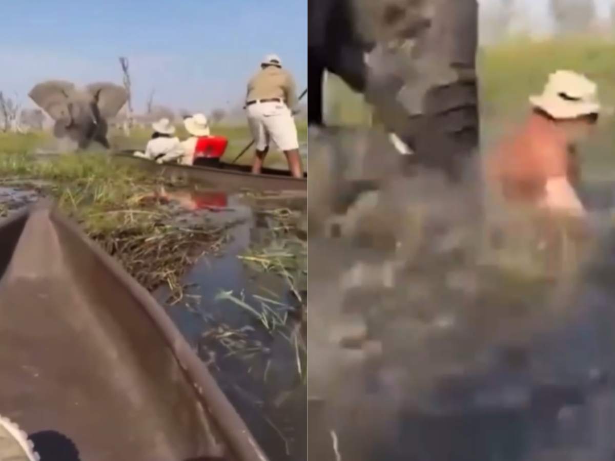 mae-protetora:-elefanta-vira-canoa-com-turistas-apos-se-aproximarem-de-filhotes.-veja!