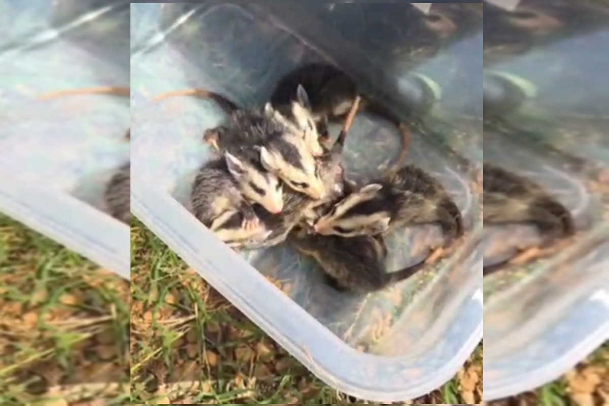 filhotes-de-sarue-sao-resgatados-no-jardim-botanico-apos-morte-da-mae