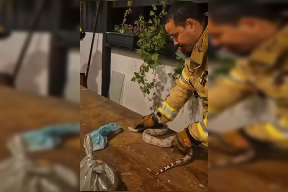 cobra-em-cima-da-mesa:-bombeiros-resgatam-jiboia-em-condominio-do-df