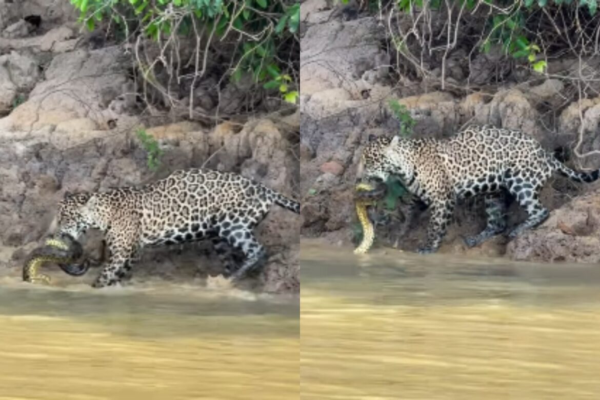 onca-pintada-e-flagrada-devorando-sucuri-em-rio-no-pantanal.-video