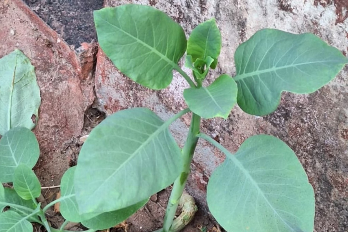 falsa-couve:-conheca-planta-que-deixou-4-pessoas-internadas-em-mg