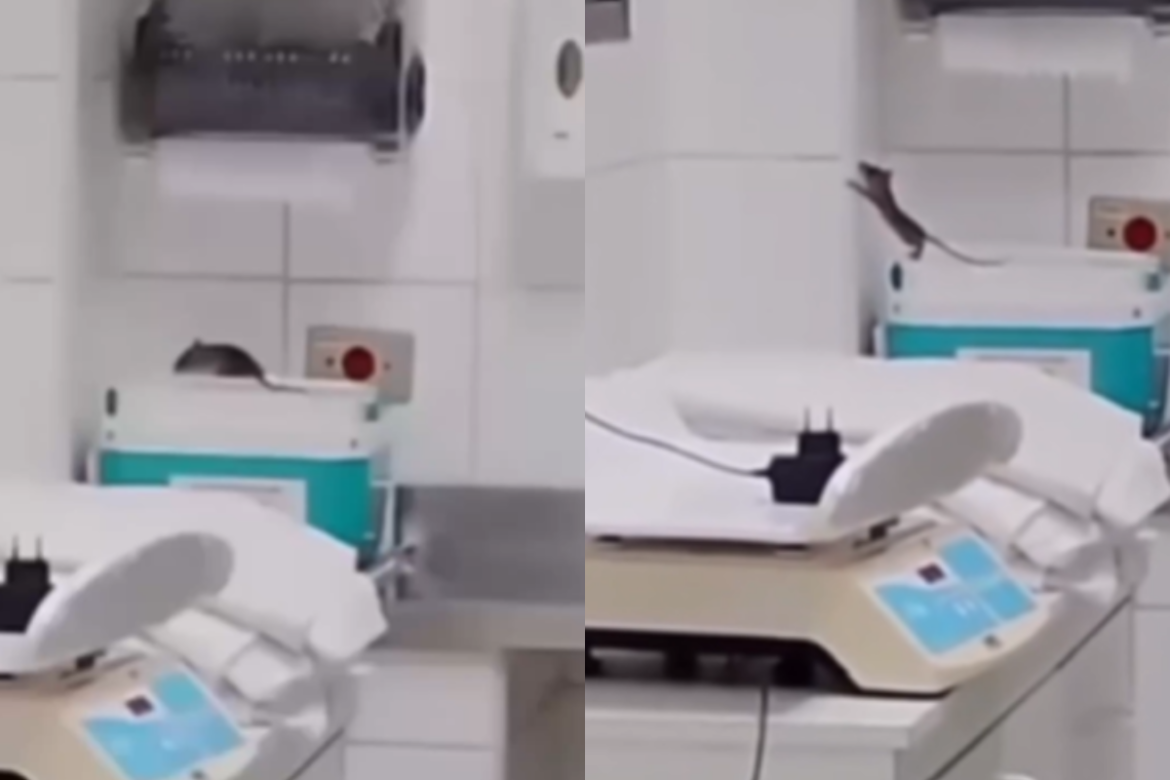 video:-rato-e-flagrado-em-sala-de-maternidade-de-hospital-no-litoral
