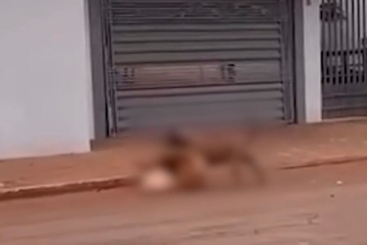 pit-bull-foge-da-casa-do-tutor-e-mata-cachorro-da-vizinha-em-ms