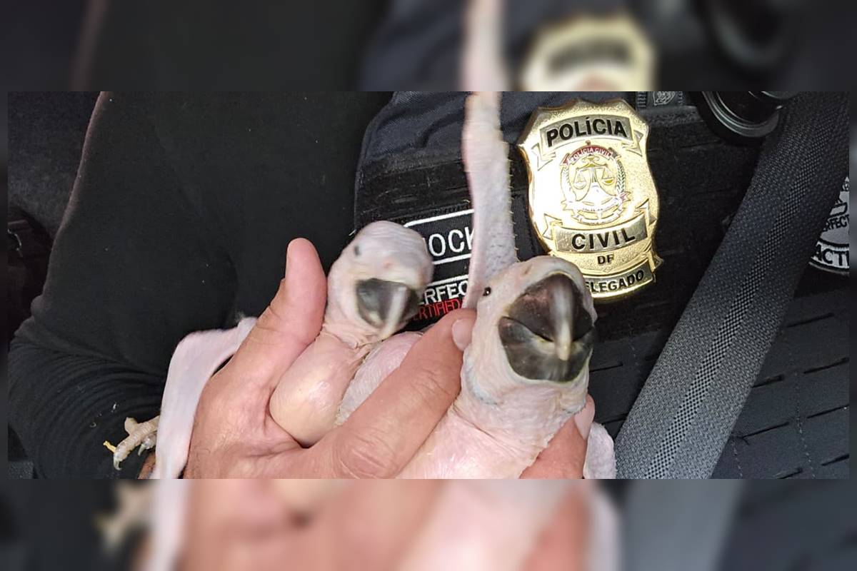 policia-civil-resgata-filhotes-de-arara-vendidos-ilegalmente-no-df