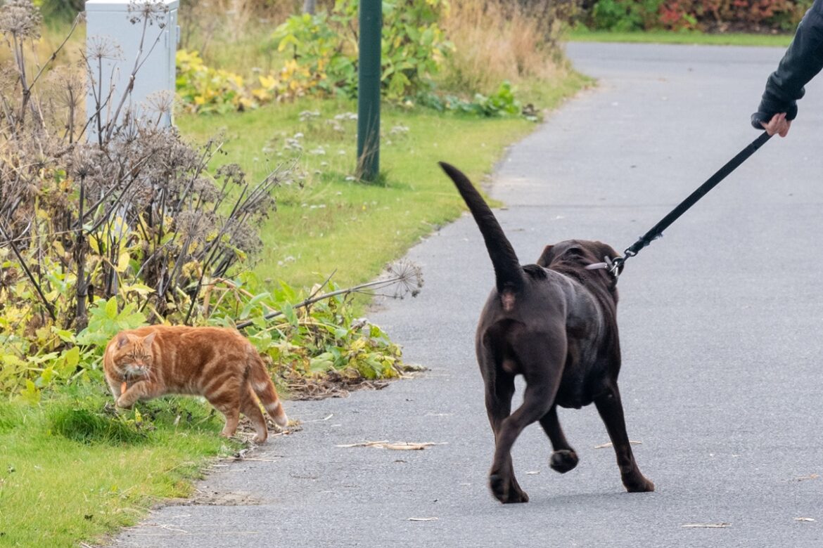 vamos-passear?-como-curtir-espacos-publicos-em-seguranca-com-seu-pet