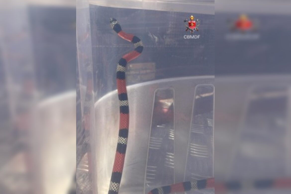 cobra-e-resgatada-por-bombeiros-em-unidade-militar-do-df.-video