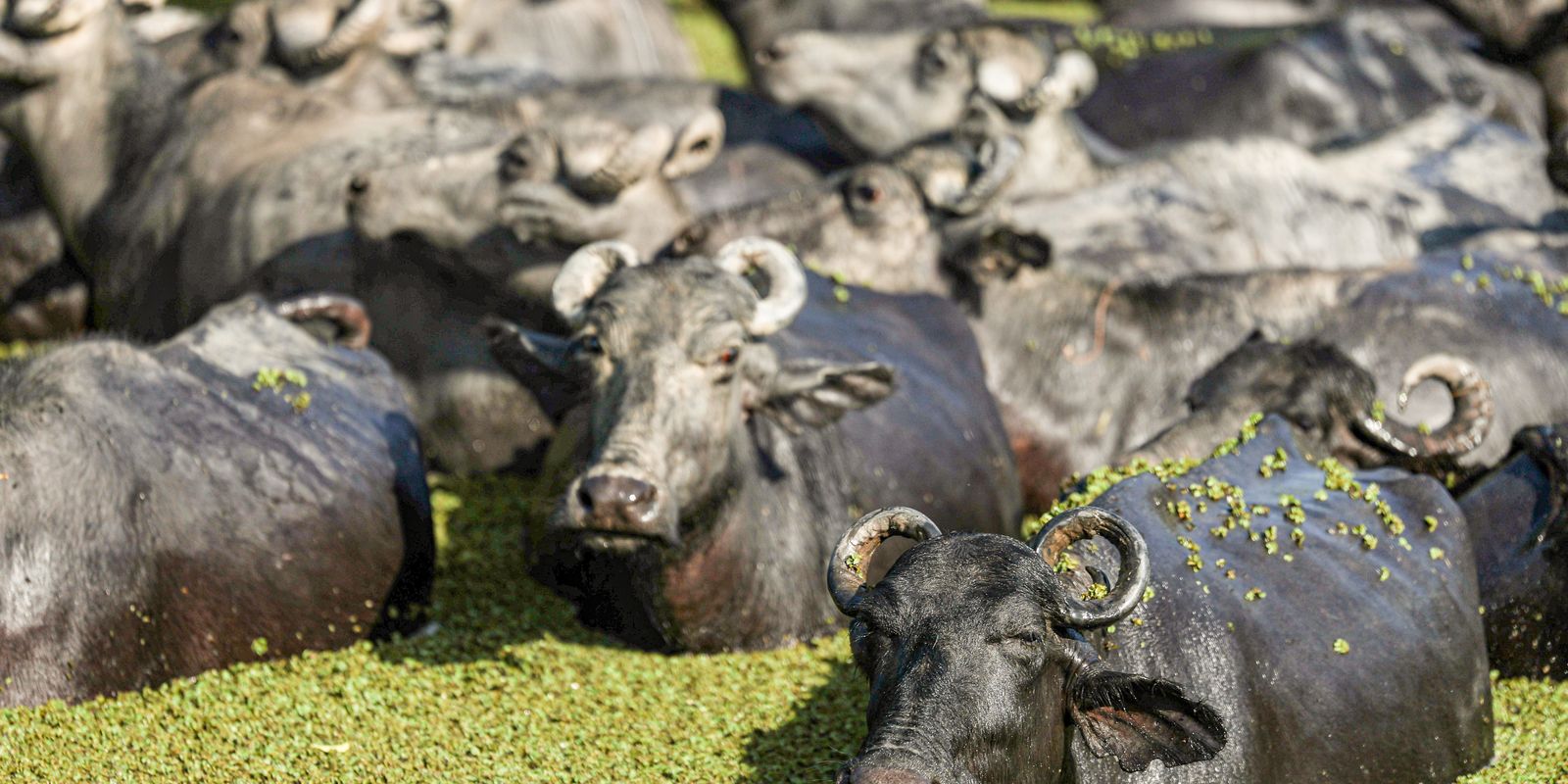 fazendeiro-planeja-criar-“universidade-do-bufalo”-na-ilha-de-marajo