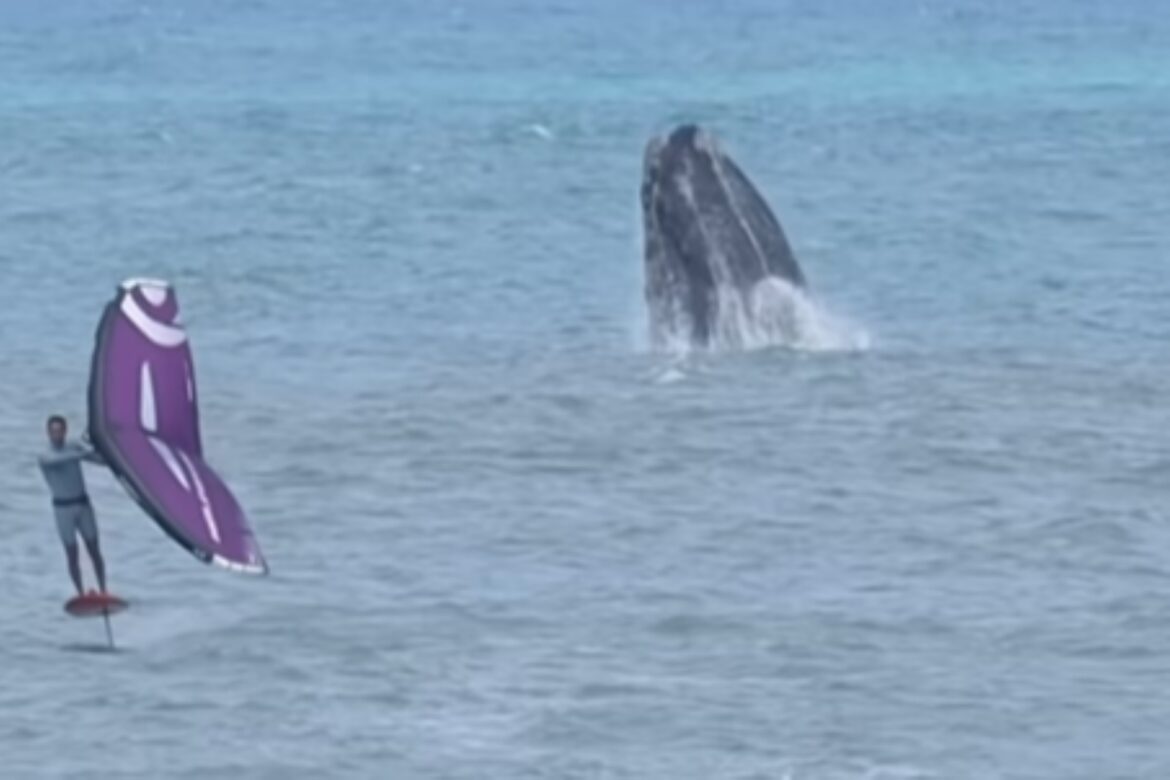 video:-atleta-brasileiro-treina-ao-lado-de-baleias-no-mar-de-sc