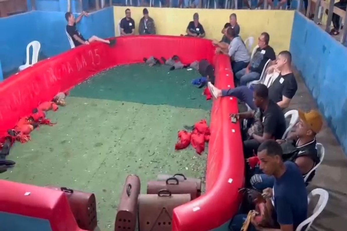 veja-acao-que-desmontou-arena-de-rinha-de-galo-e-prendeu-24-pessoas