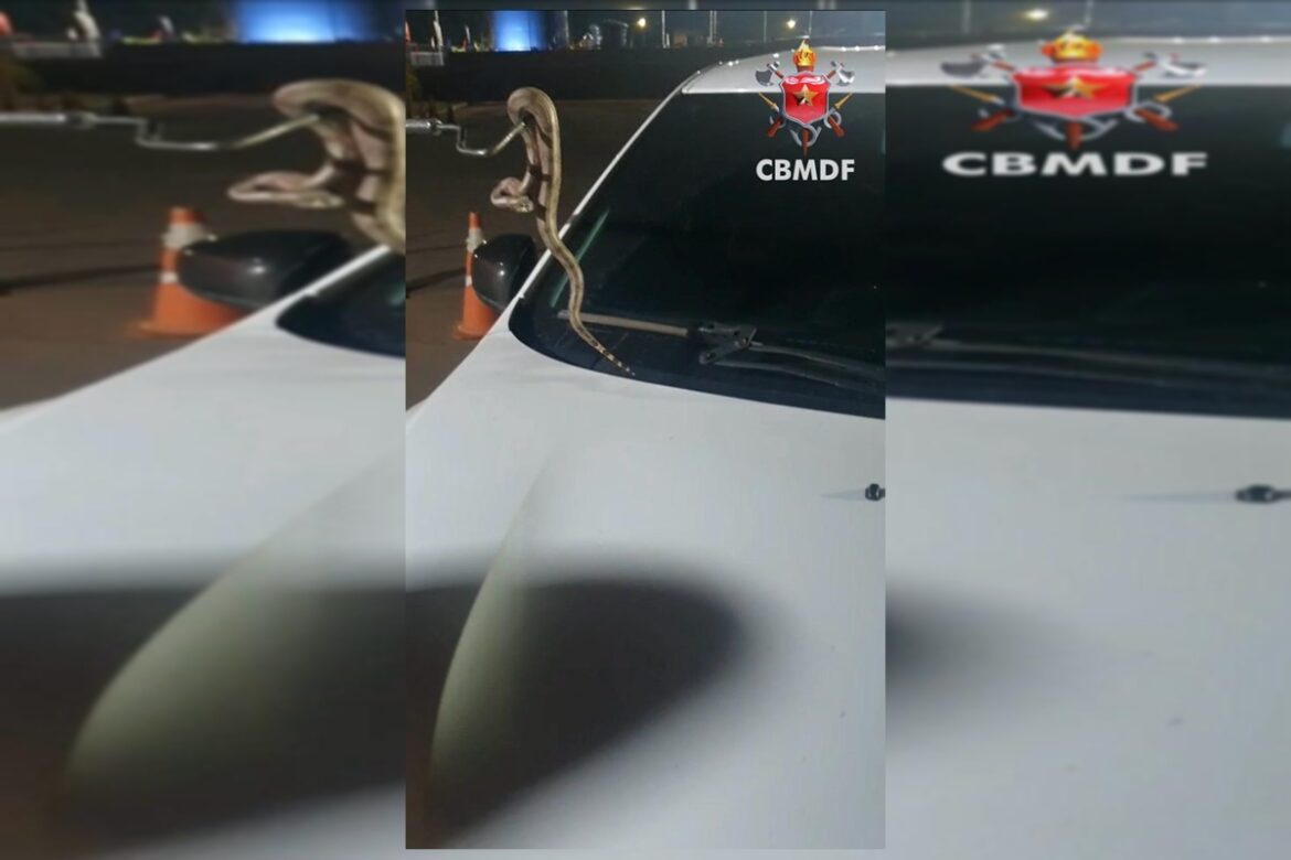 video.-motorista-de-aplicativo-encontra-jiboia-no-para-brisa-do-carro