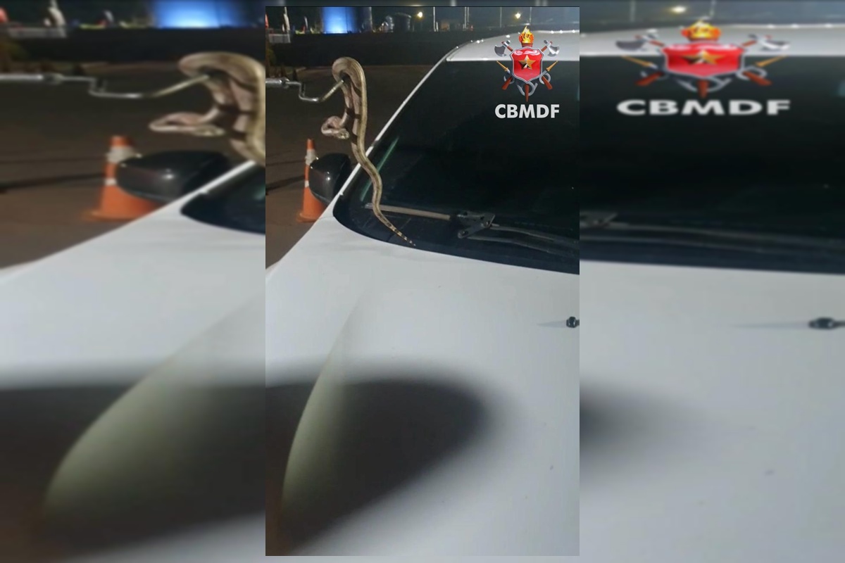 video.-motorista-de-aplicativo-encontra-jiboia-no-para-brisa-do-carro