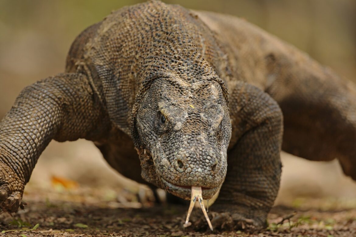 mordida-venenosa-e-reproducao-sem-macho:-conheca-o-dragao-de-komodo