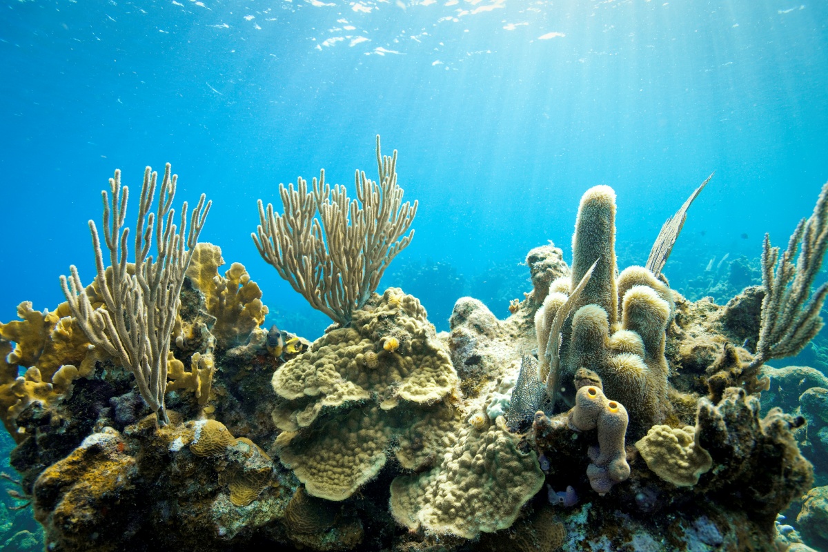 alerta:-morte-em-massa-de-corais-marca-nova-era-do-aquecimento-global