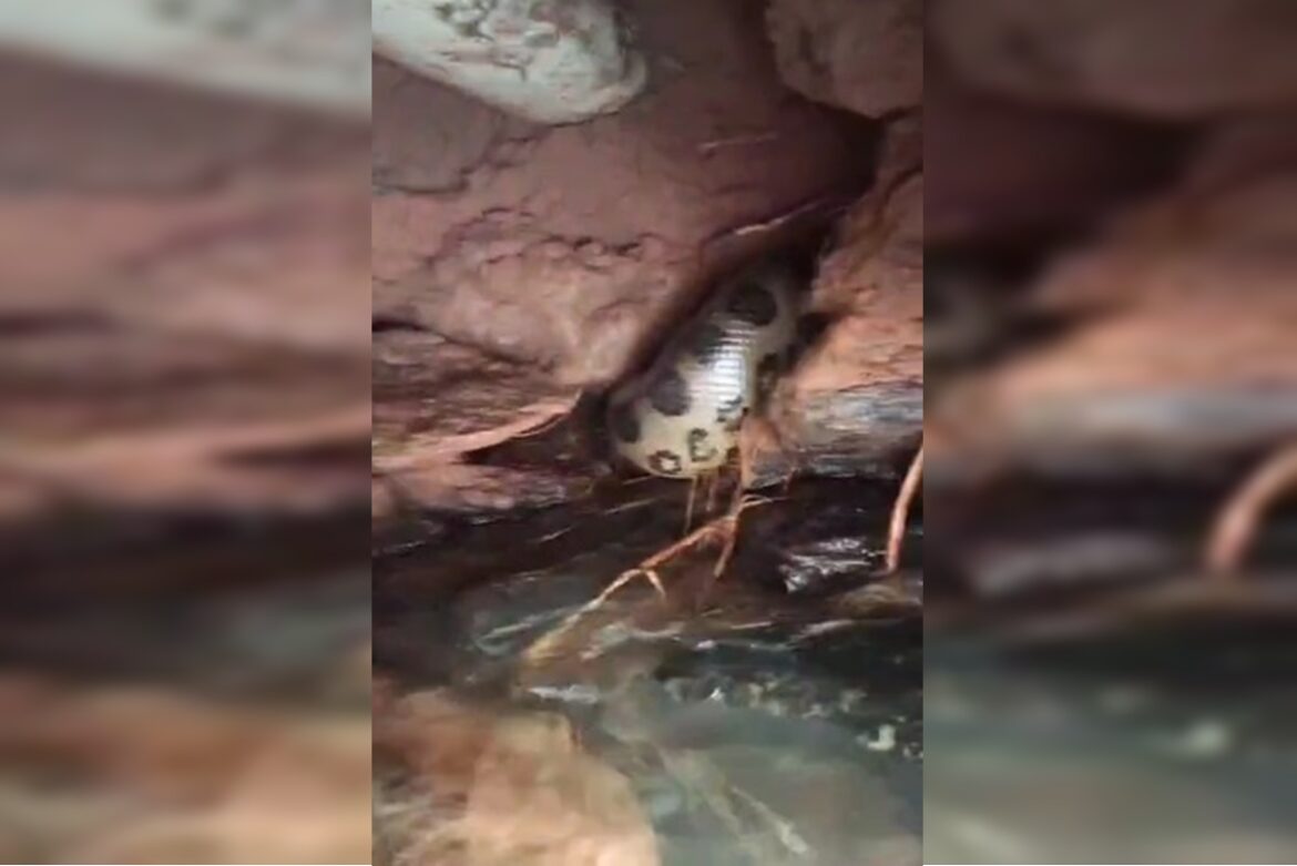 novo-angulo-mostra-sucuri-gigante-resgatada-em-hotel-de-goias.-video