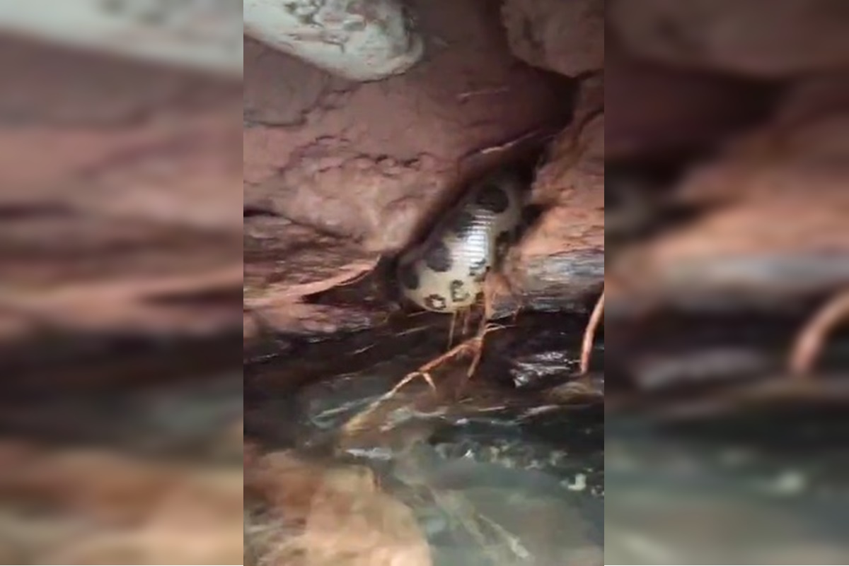 novo-angulo-mostra-sucuri-gigante-resgatada-em-hotel-de-goias.-video