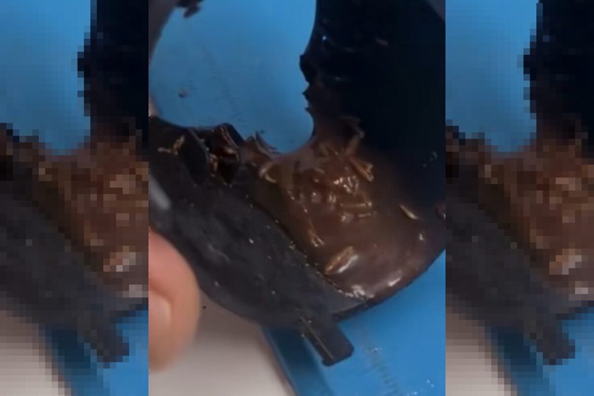 larva-e-barata:-tecnico-choca-ao-mostrar-insetos-em-maquina-de-cafe