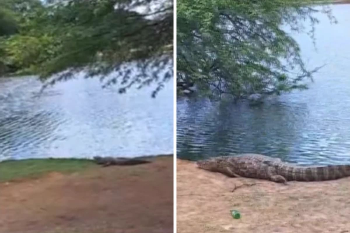 tomando-sol:-10-jacares-sao-flagrados-as-margens-de-lagoa-na-bahia