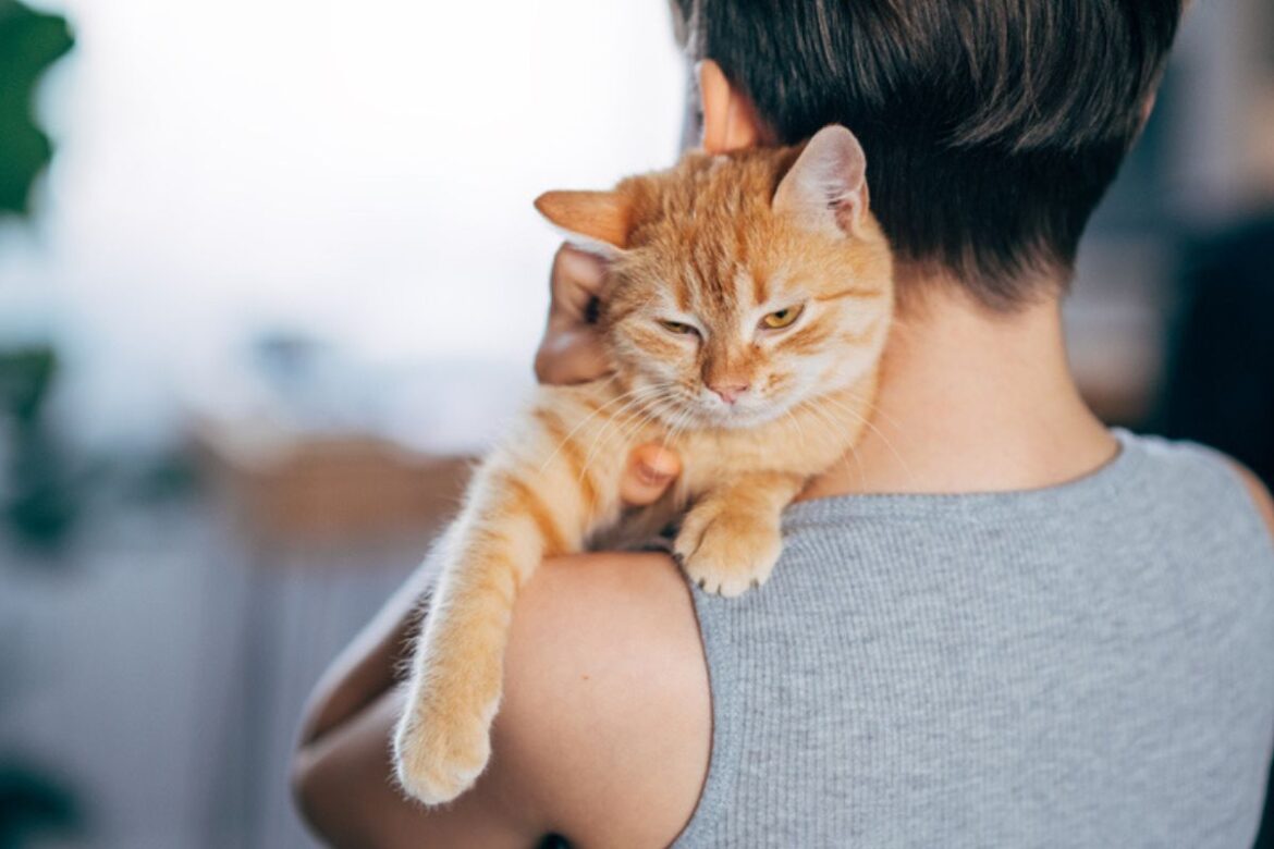 saiba-qual-a-raca-de-gato-preferida-dos-brasileiros