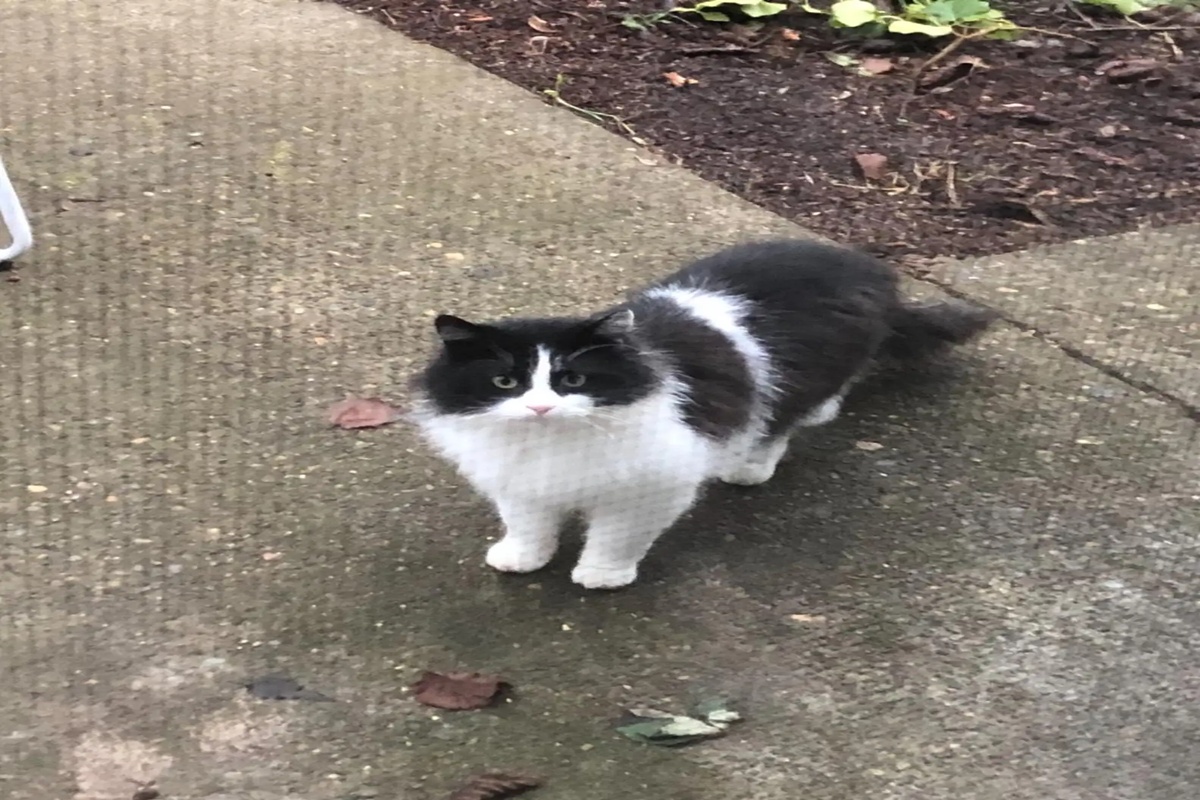 gato-visita-mulher-e-encontro-revela-coincidencia-extraordinaria