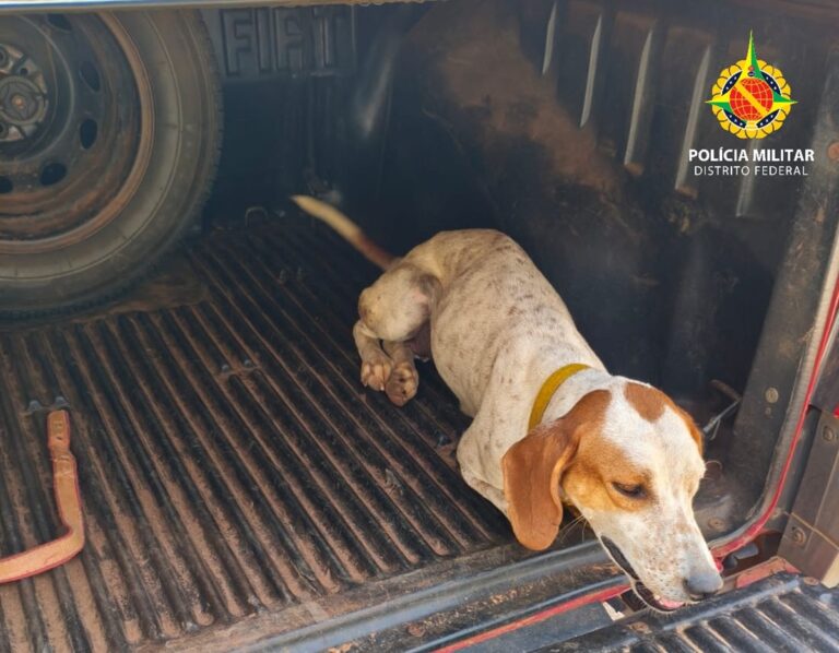Cães usados para caça ilegal no DF são resgatados durante ação da PM