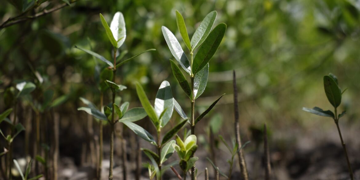programa-restaura-amazonia-aprova-17-projetos-em-assentamentos