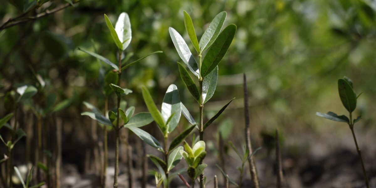 programa-restaura-amazonia-aprova-17-projetos-em-assentamentos