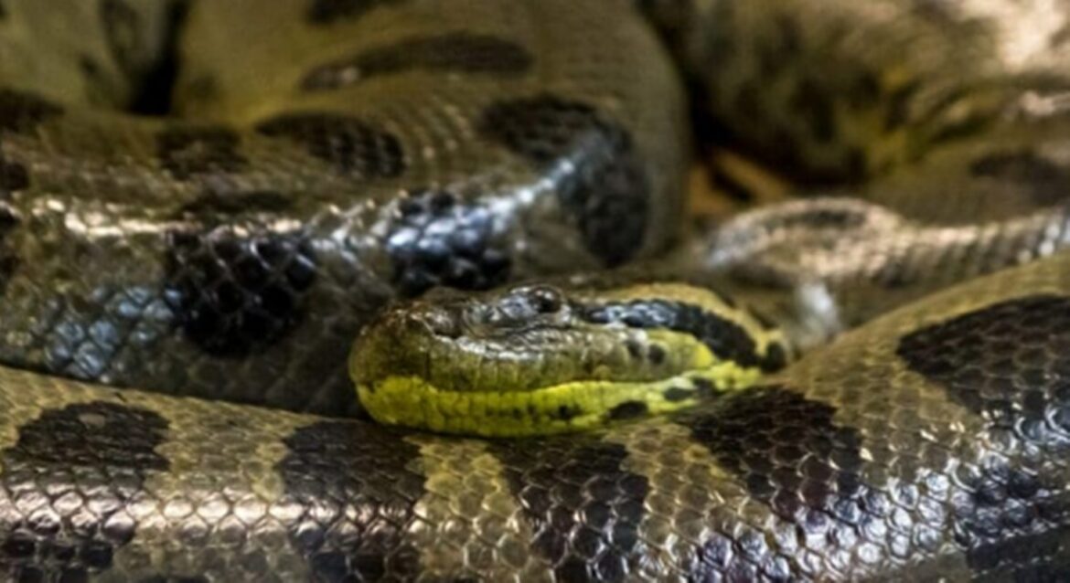 saiba-como-foi-descoberta-a-sucuri-coroada-como-a-maior-do-mundo