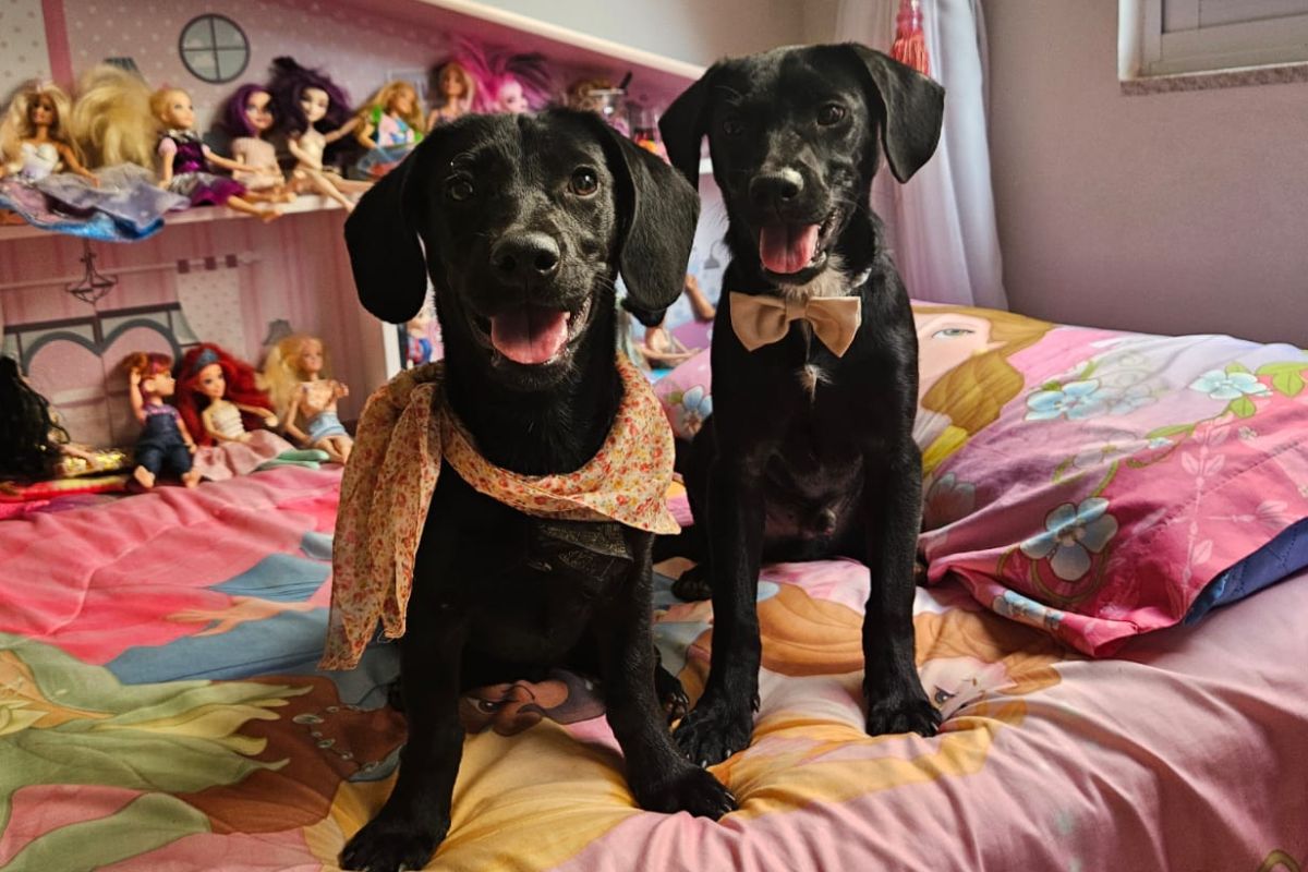 versoes-caninas-de-ana-castela-e-ze-felipe-buscam-novo-lar-no-df