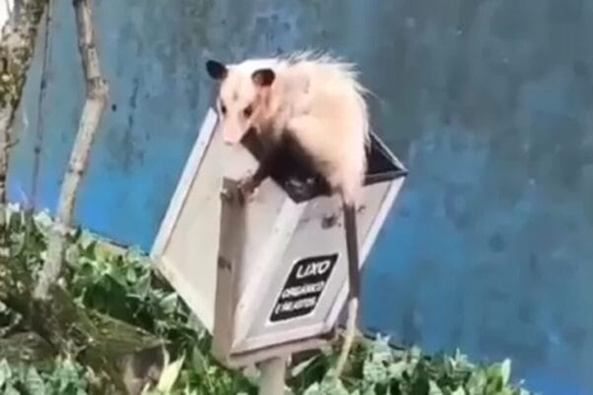 gamba-com-visual-diferenciado-surpreende-alunos-em-blumenau